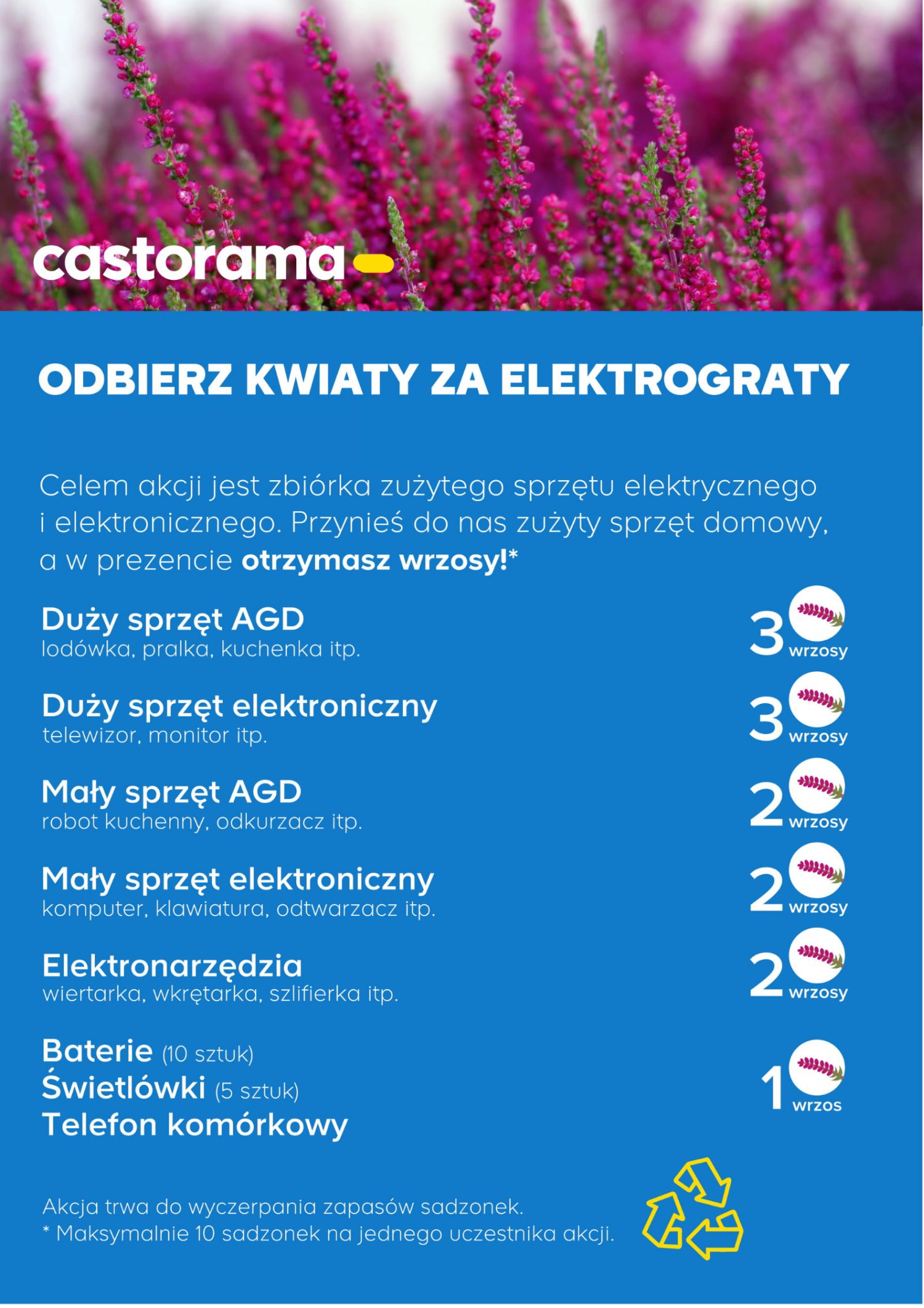 Kwiaty Za Elektrograty W Castoramie